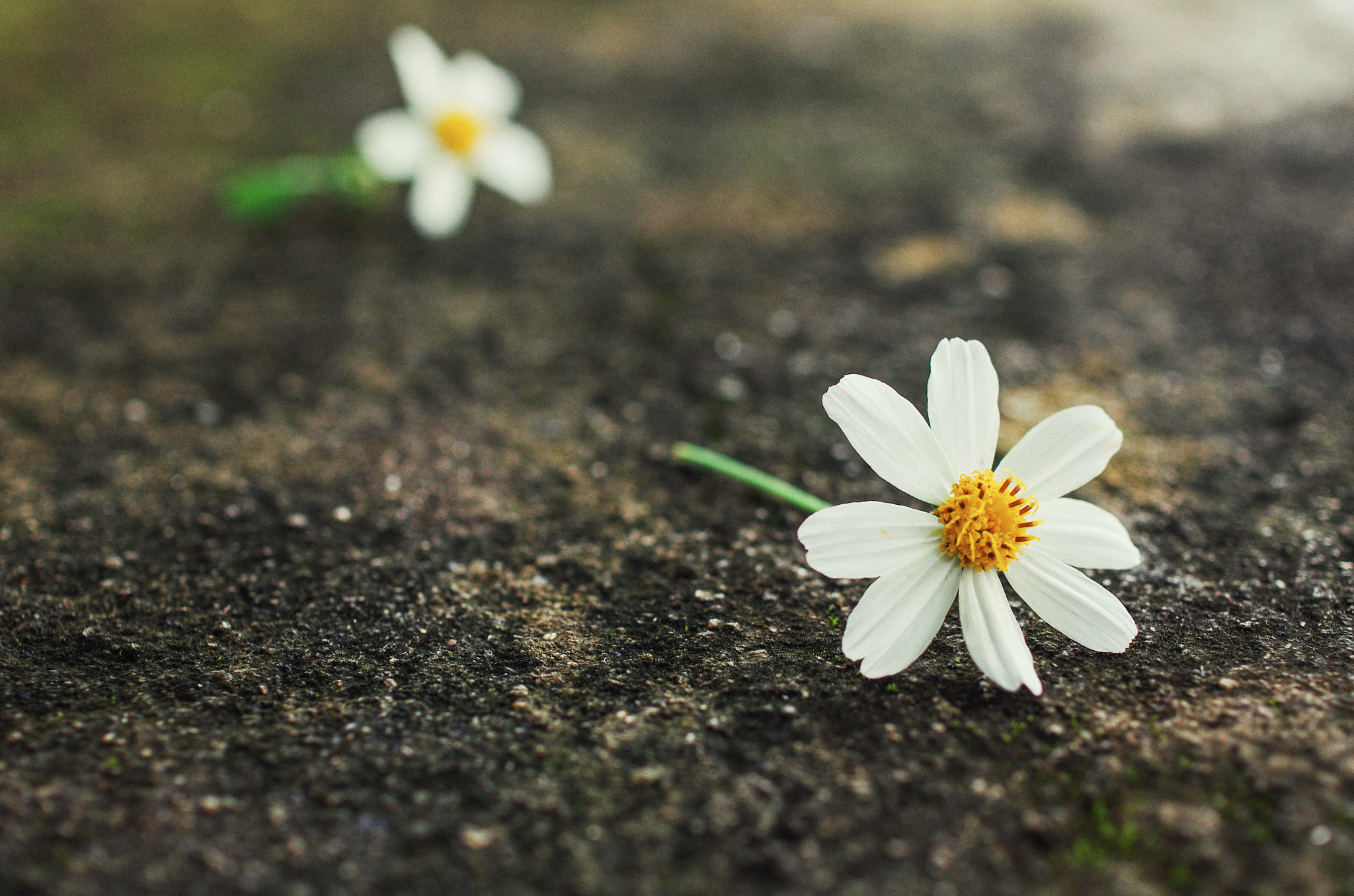 Pentax K-5 sample photo. Daisy flower photography