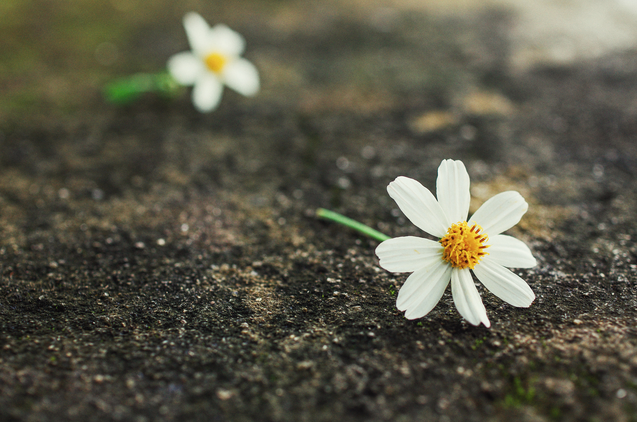 Pentax smc DA 35mm F2.8 Macro Limited sample photo. Daisy flower photography