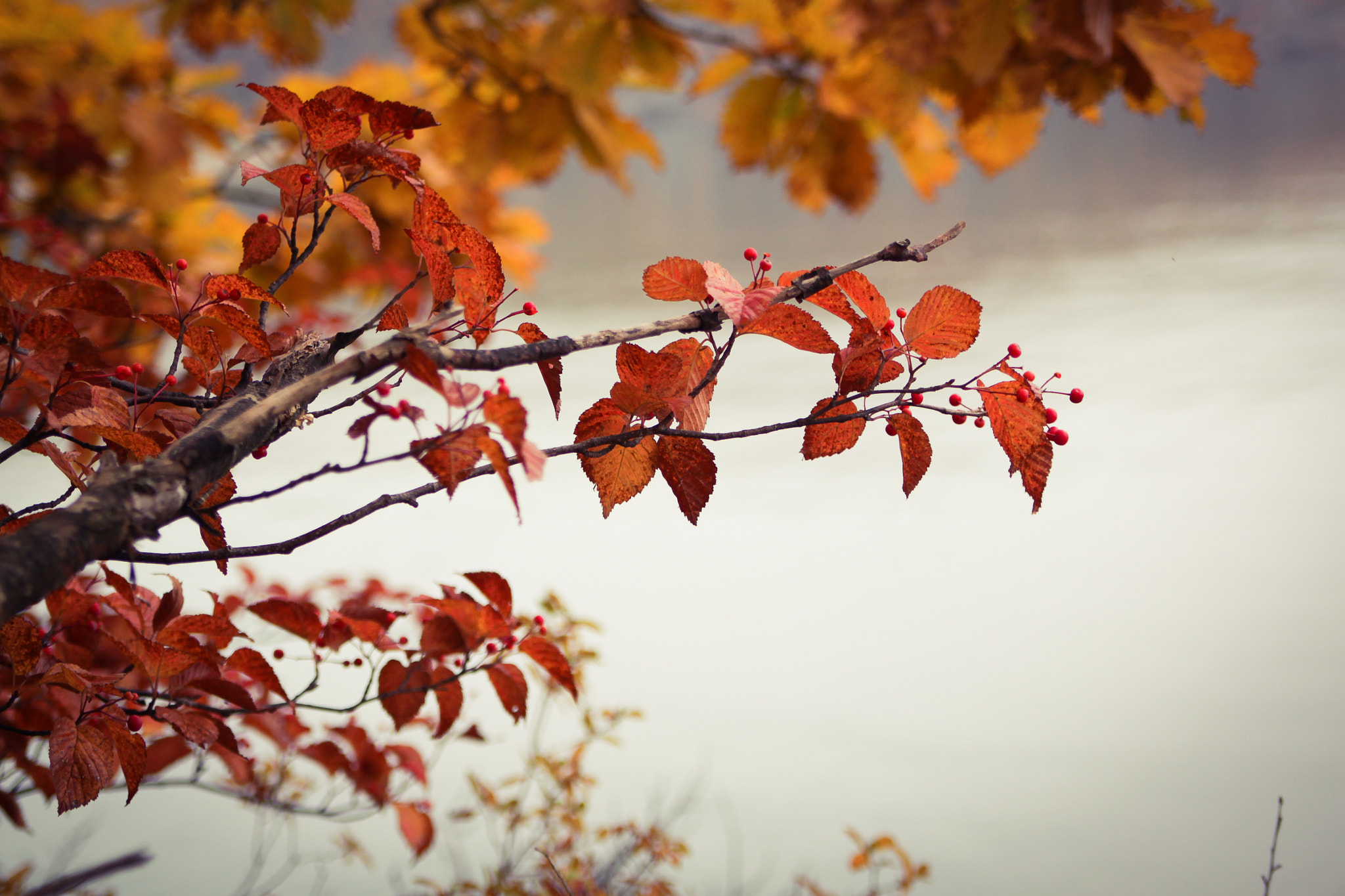 Canon EOS 500D (EOS Rebel T1i / EOS Kiss X3) sample photo. Beautiful season photography