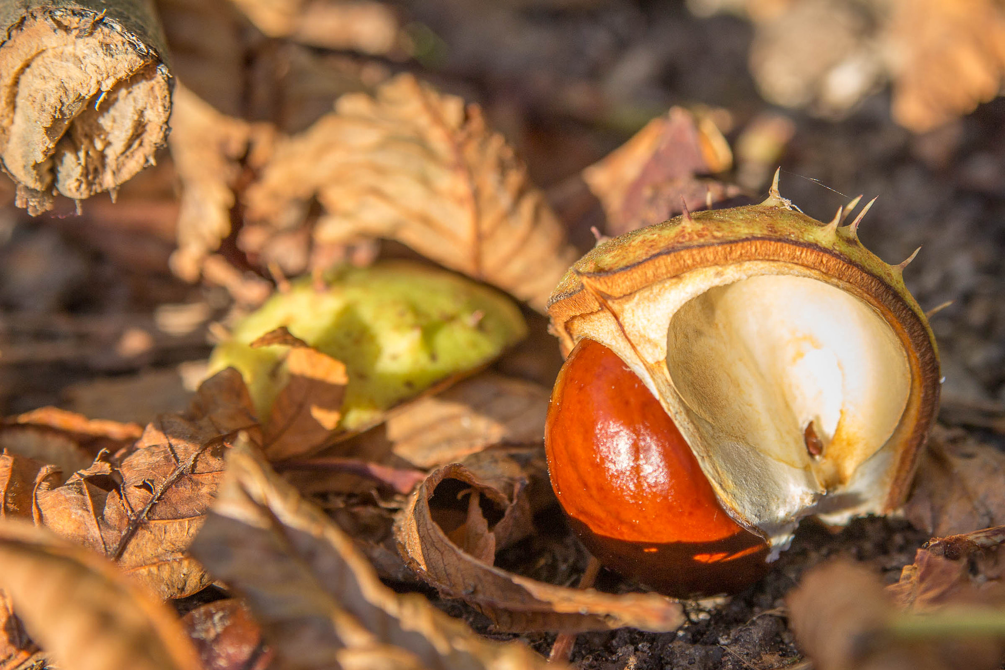 Canon EOS 100D (EOS Rebel SL1 / EOS Kiss X7) sample photo. Autumn mood photography