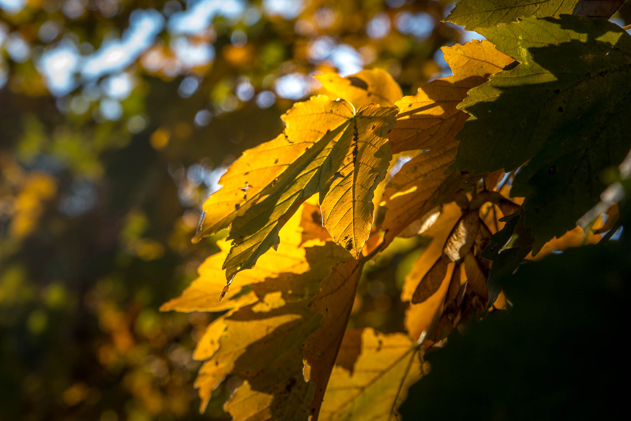 Canon EOS 100D (EOS Rebel SL1 / EOS Kiss X7) sample photo. Autumn mood photography