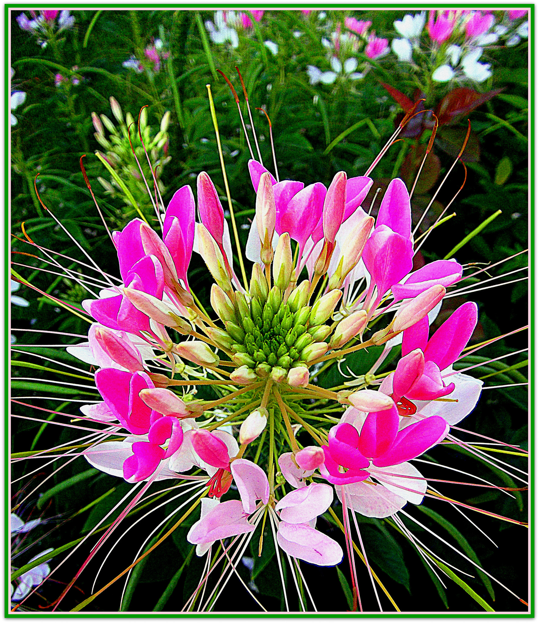 Fujifilm FinePix JX250 sample photo. Bel fiore in macro: cleome-hassleriana-pink. photography