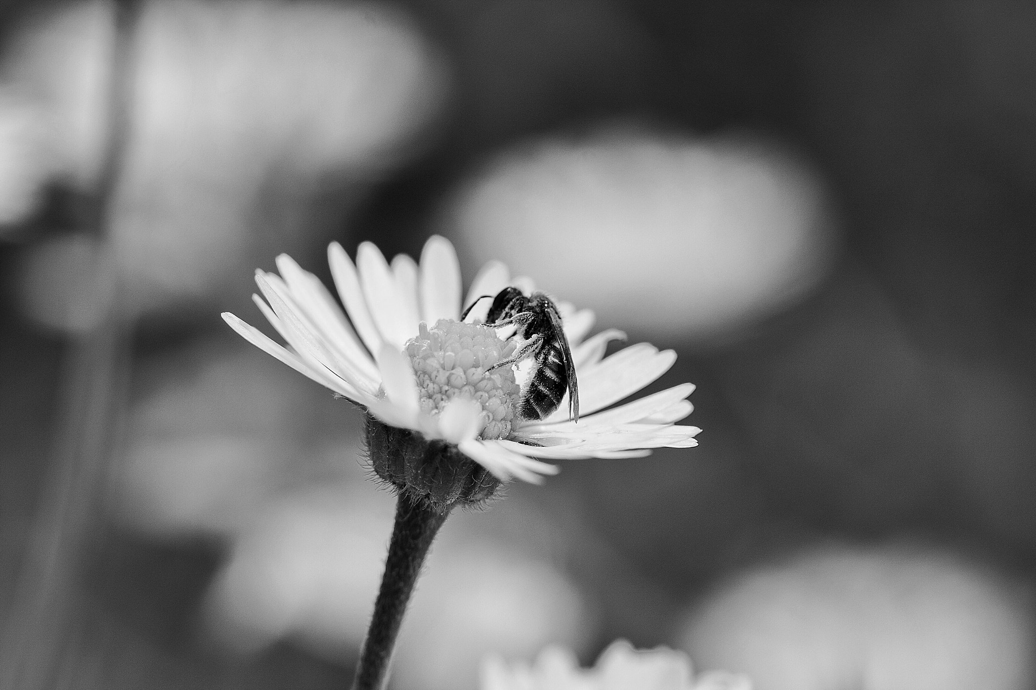 Canon EF 100mm F2.8 Macro USM sample photo. Macro flower photography