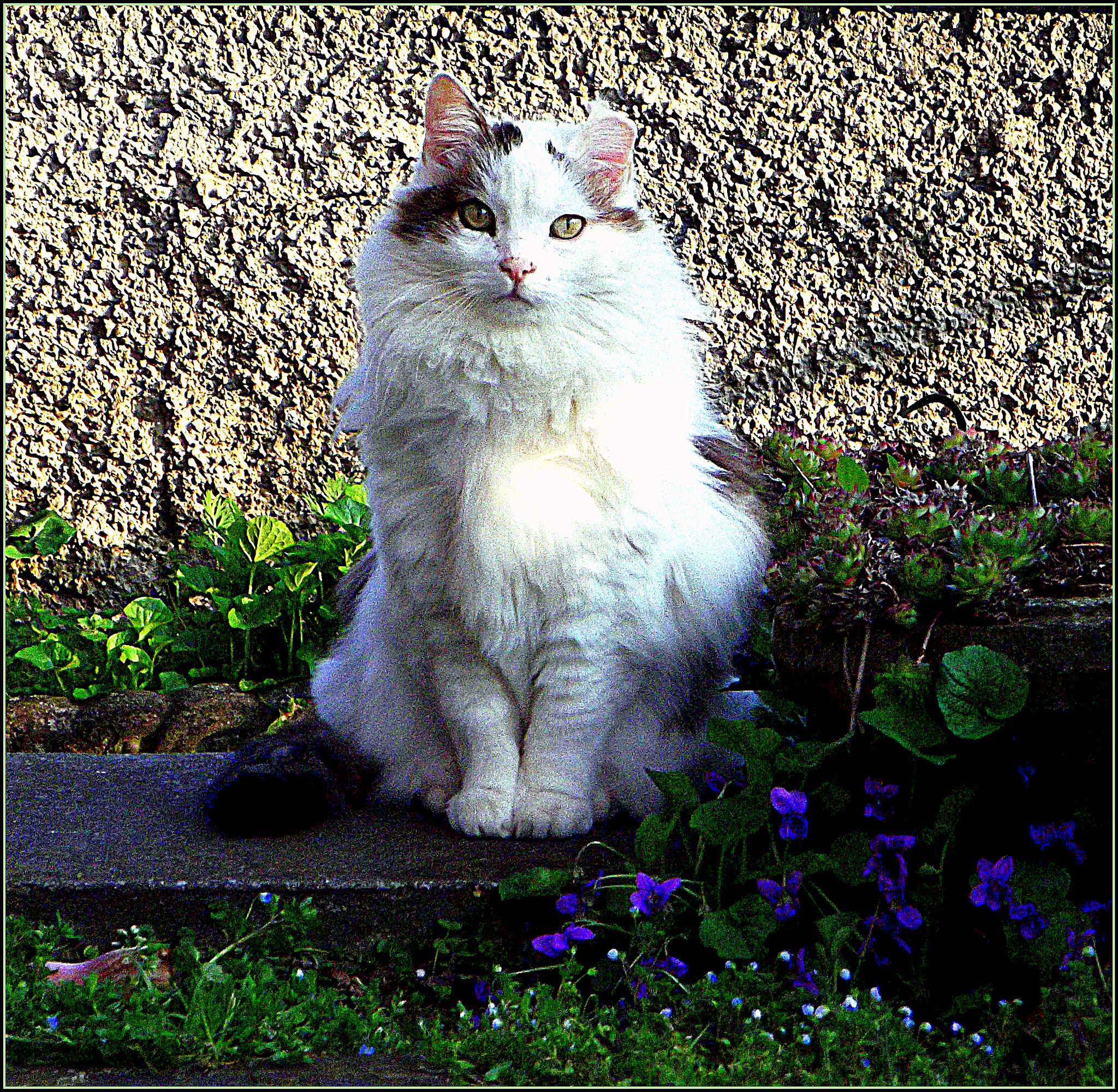 Fujifilm FinePix JX250 sample photo. Bel gatto tra le violette in primavera. photography