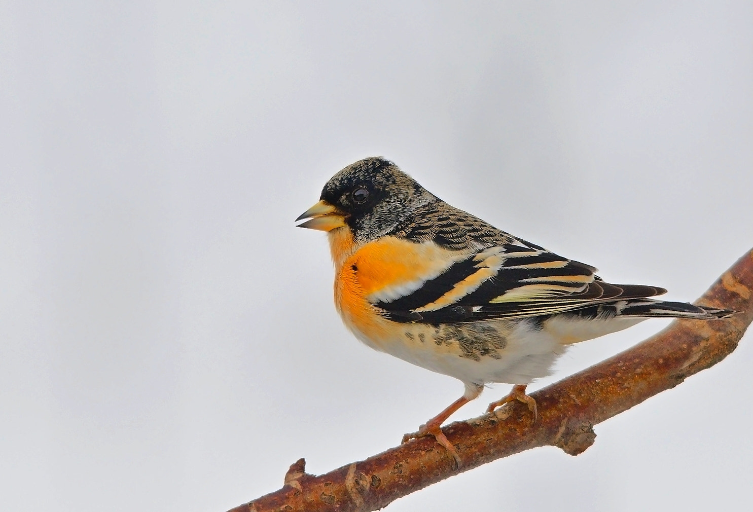 Sigma 120-400mm F4.5-5.6 DG OS HSM sample photo. Brambling photography