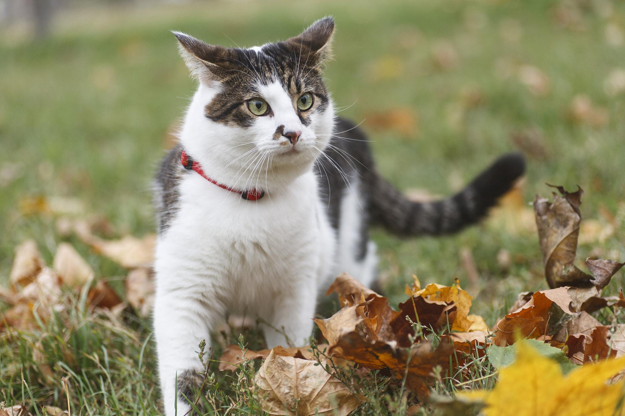 Canon EOS 5D + Tamron SP AF 90mm F2.8 Di Macro sample photo. Walking cat photography