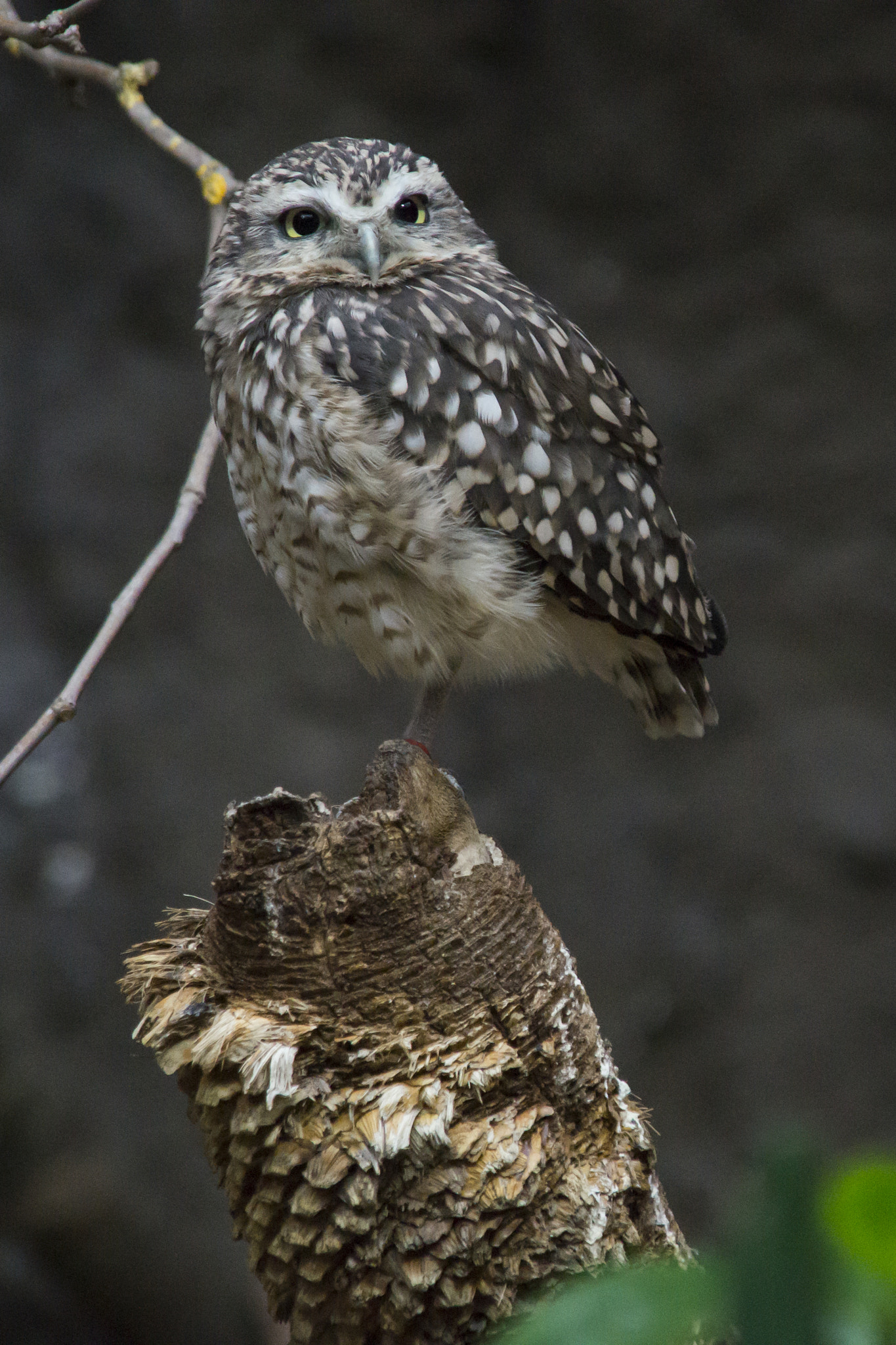 Sony SLT-A58 + Sigma 18-200mm F3.5-6.3 DC sample photo. Owl photography