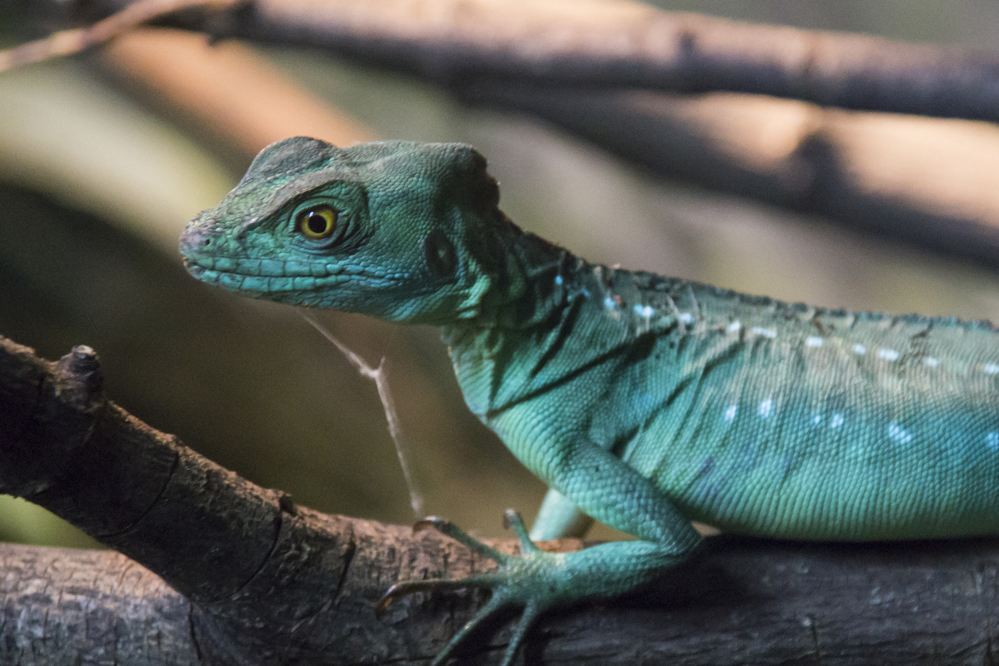 Sony SLT-A58 + Sigma 18-200mm F3.5-6.3 DC sample photo. Lizard photography