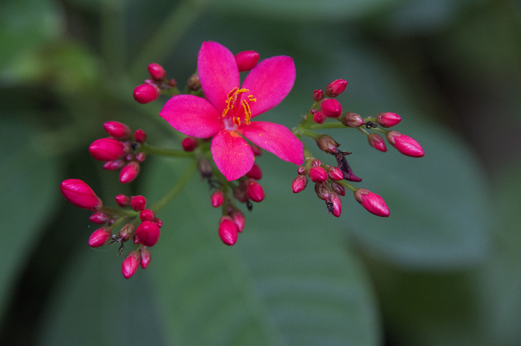 Sony SLT-A58 + Sigma 18-200mm F3.5-6.3 DC sample photo. Flower photography