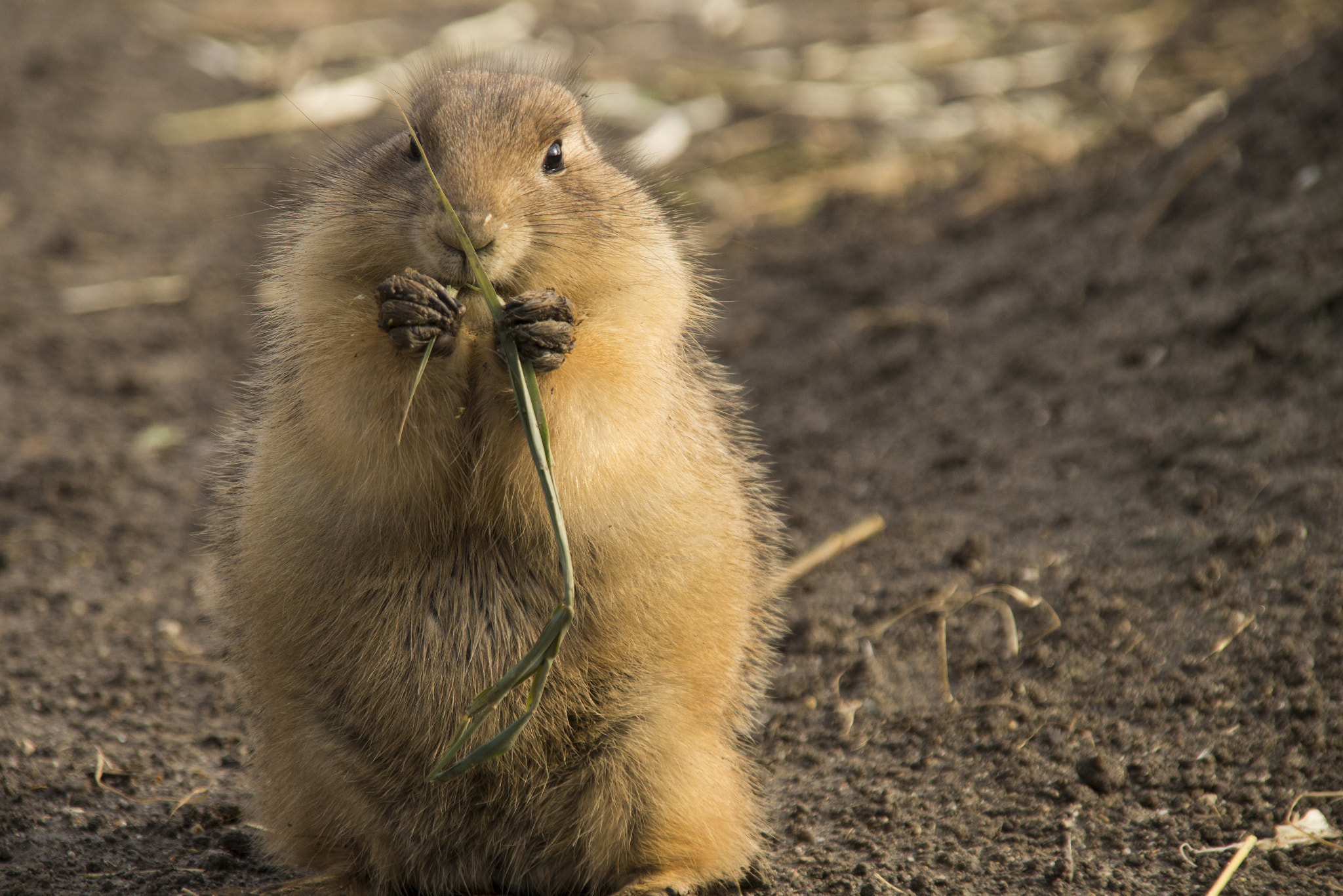 Sony SLT-A58 + Sigma 18-200mm F3.5-6.3 DC sample photo. Prairie dog photography