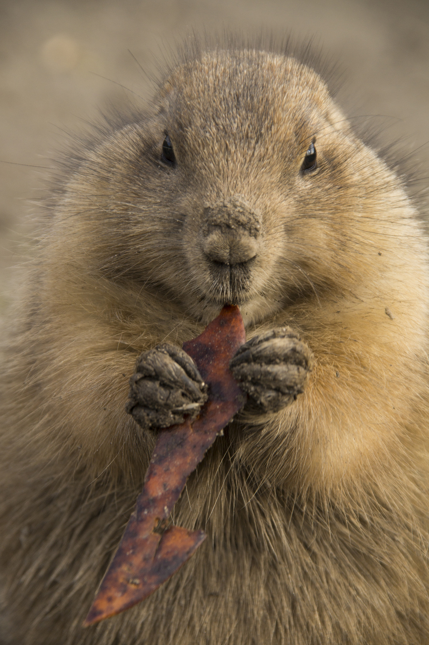 Sony SLT-A58 + Sigma 18-200mm F3.5-6.3 DC sample photo. Prairie dog photography