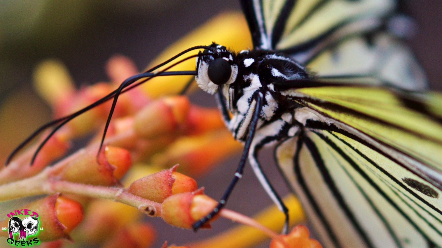 Sony SLT-A68 + Sony DT 30mm F2.8 Macro SAM sample photo. Butterfly photography