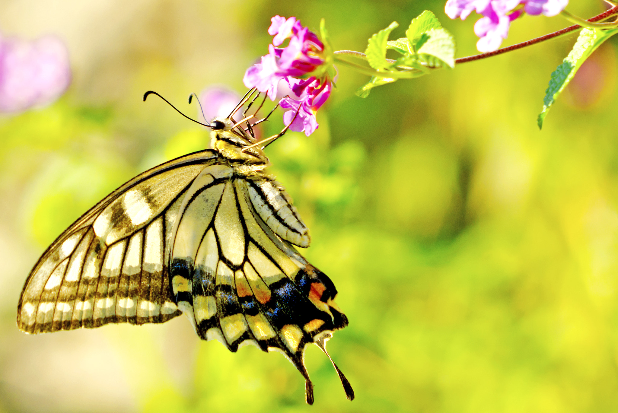 Sigma 70-200mm F2.8 EX DG OS HSM sample photo. Asian swallowtail on small flower photography