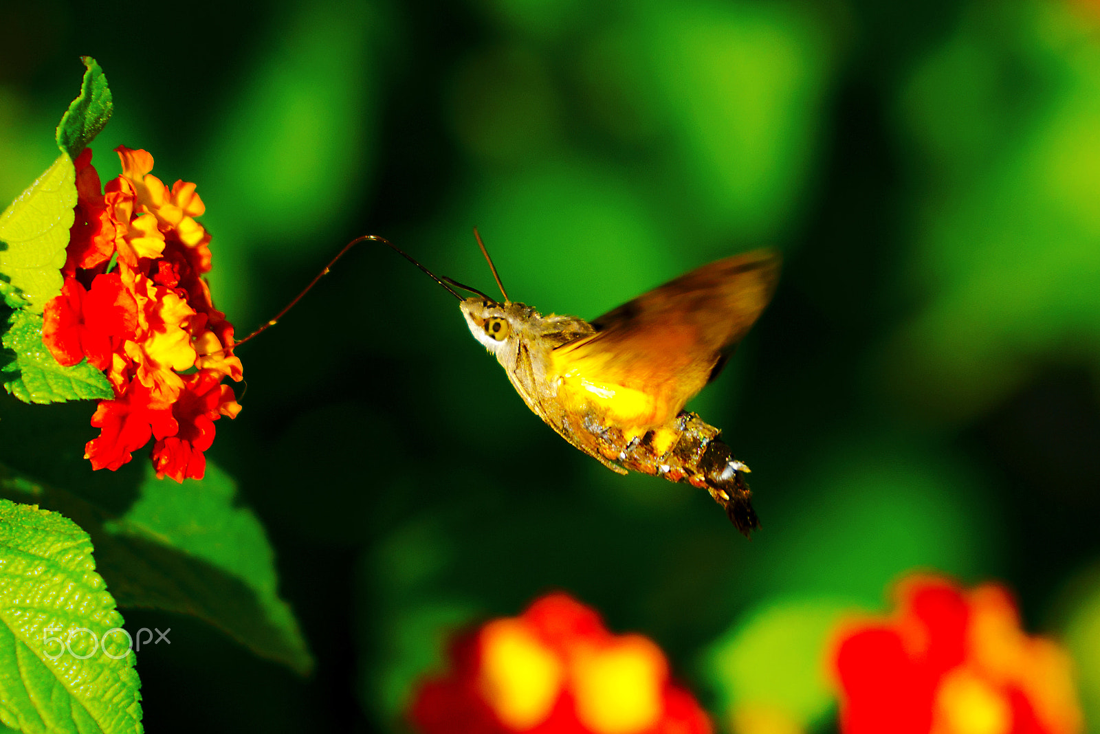 Nikon D7000 + Sigma 70-200mm F2.8 EX DG OS HSM sample photo. Macroglossum pyrrhosticta in nectar sucking the lantana flowers photography