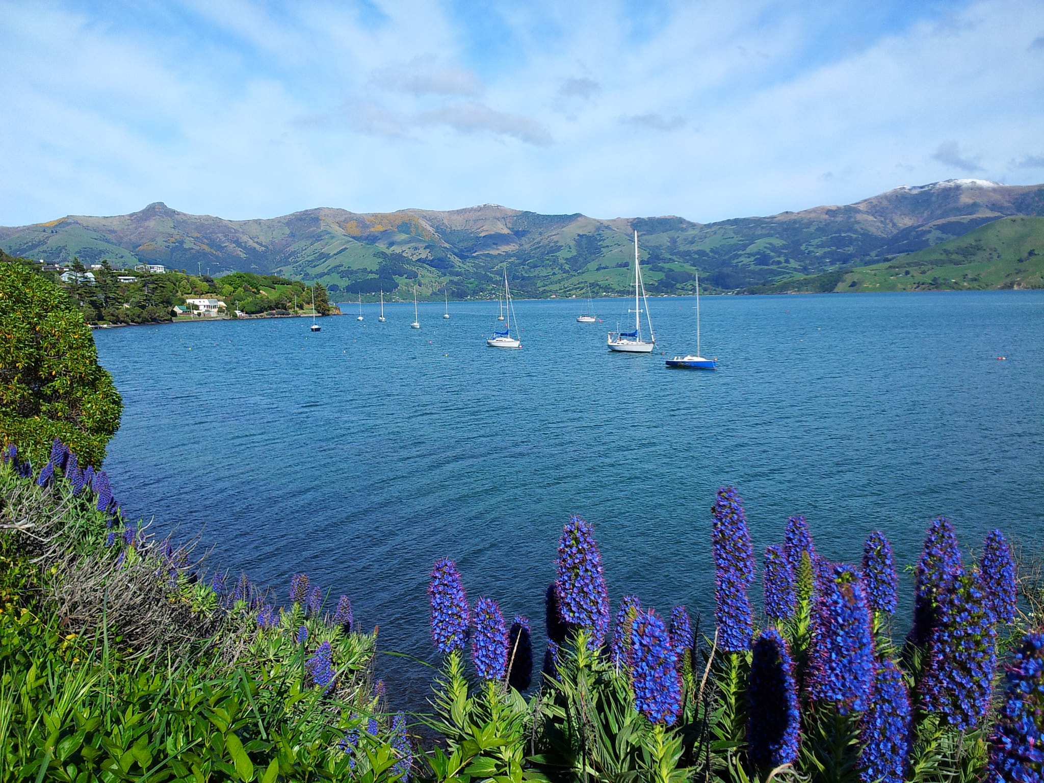 Samsung Galaxy S2 Plus sample photo. Akaroa, new zealand  photography