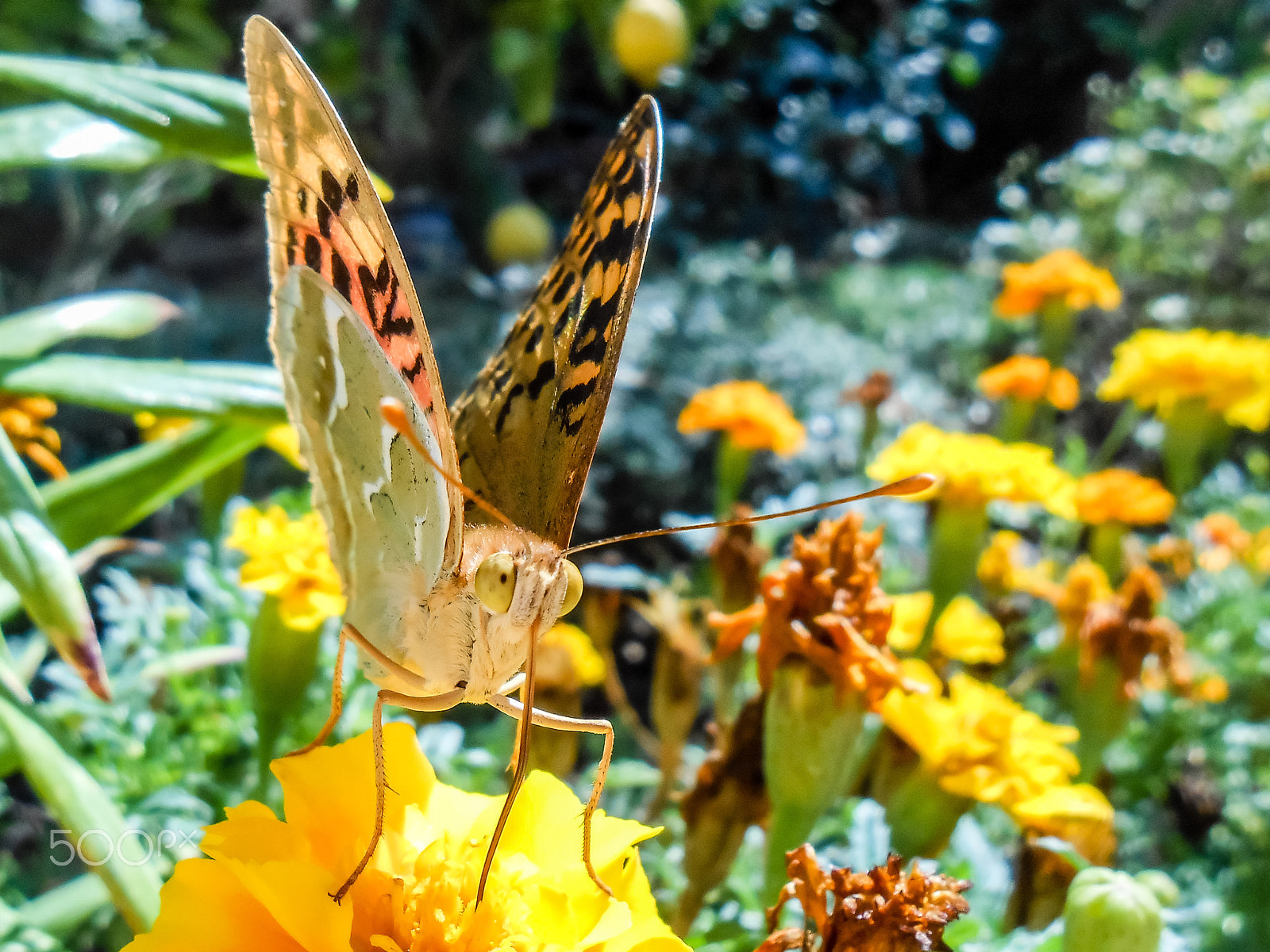 Nikon Coolpix S3300 sample photo. Butterfly :) photography