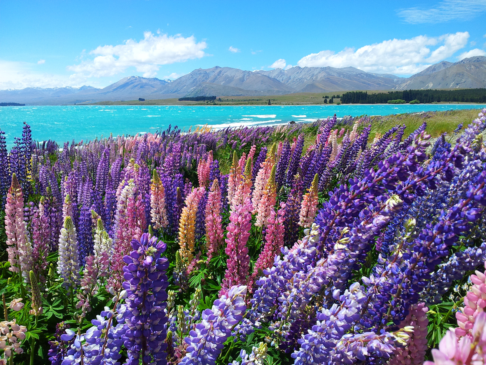 Samsung Galaxy S2 Plus sample photo. Lupins blossom in the summer @ lake tekapo, new zealand  photography