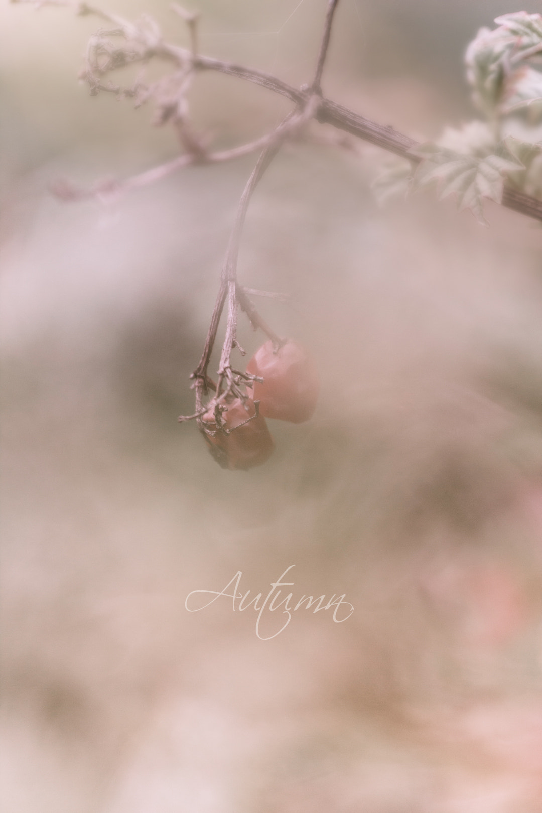 Canon EF 35-80mm f/4-5.6 sample photo. Autumn photography