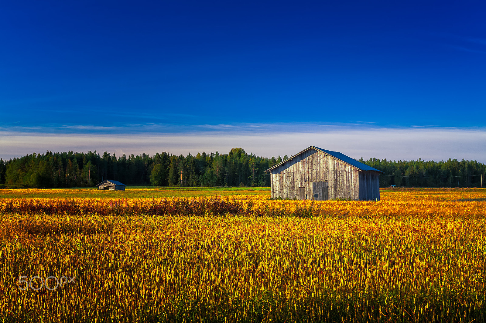 Canon EOS 50D + Canon EF 40mm F2.8 STM sample photo. Two old barns on an autumn field photography