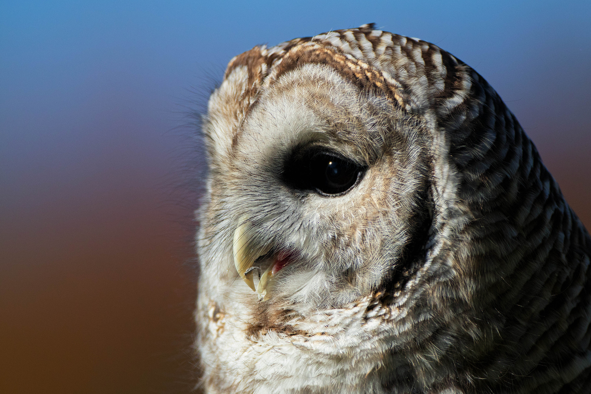 Canon EOS 80D + Canon EF 500mm F4L IS USM sample photo. Sonny a barred owl photography