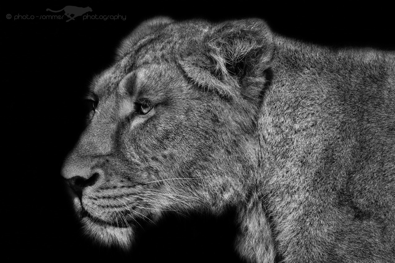 Canon EF 300mm F2.8L IS USM sample photo. Indian lioness photography