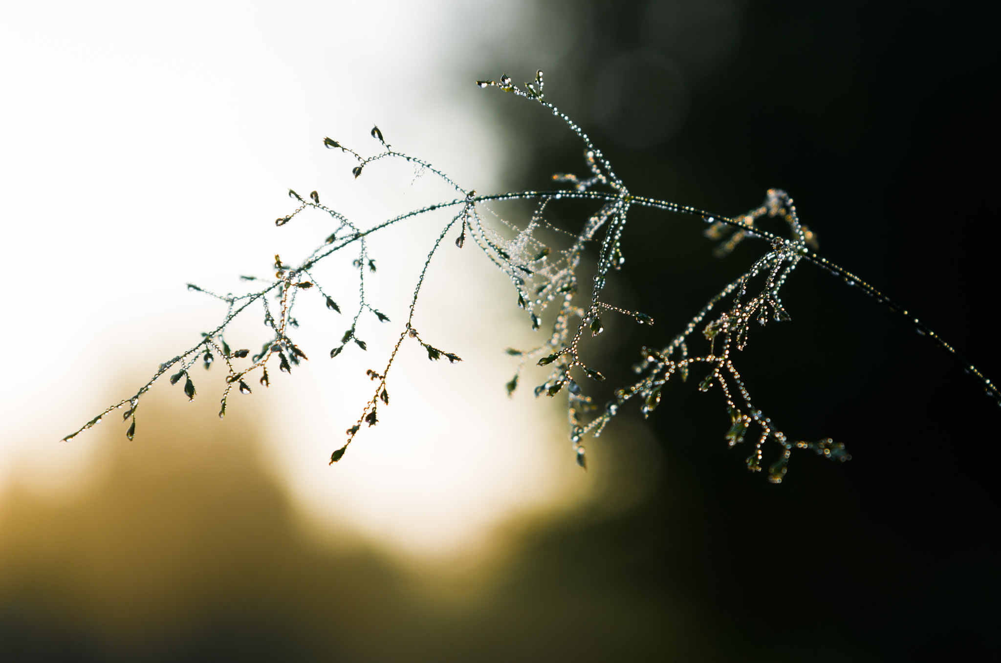 Nikon AF-S Nikkor 24-120mm F4G ED VR sample photo. Meadow-grass photography