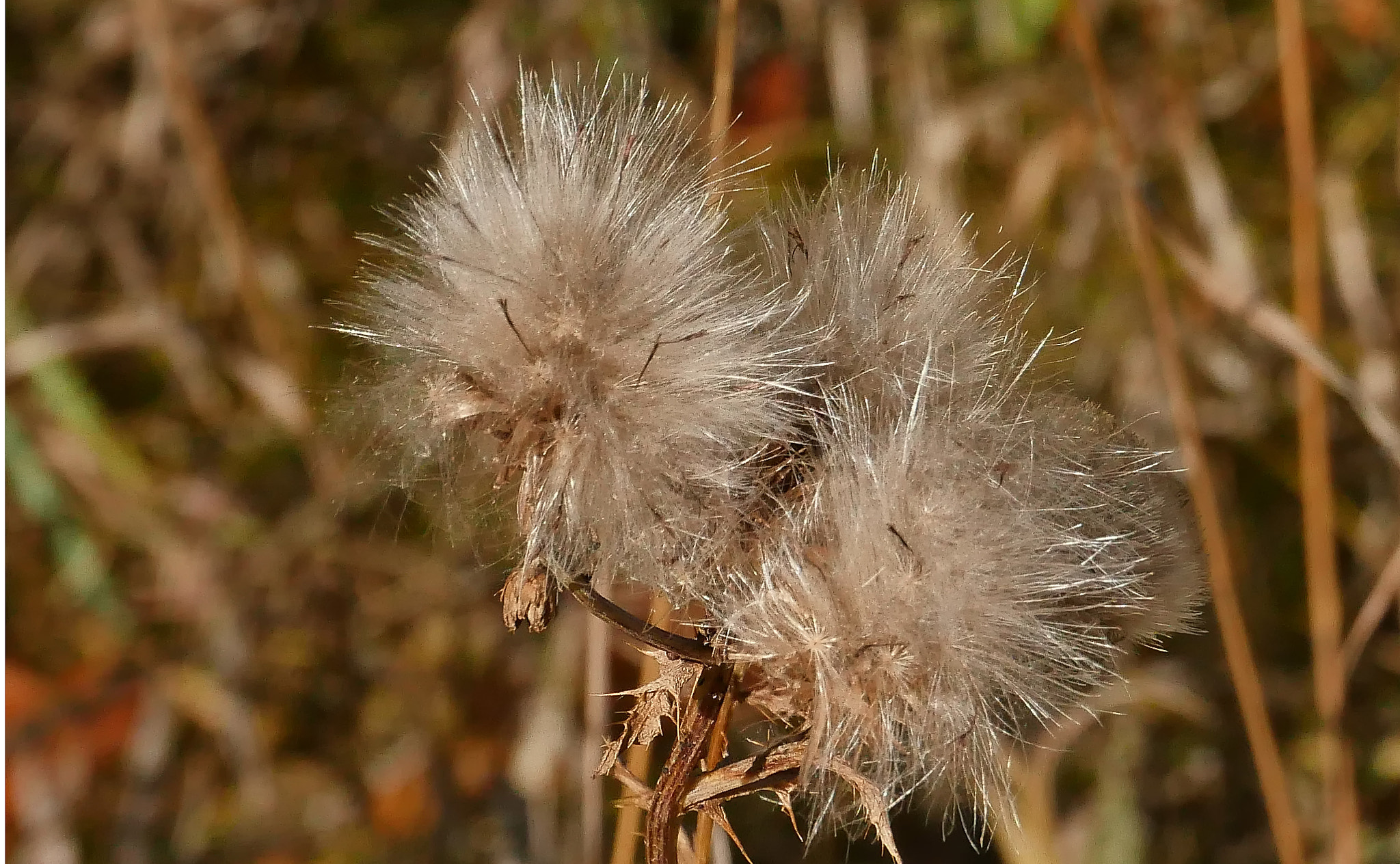 Panasonic Lumix DMC-GH4 sample photo. Thistle in  fall bloom photography