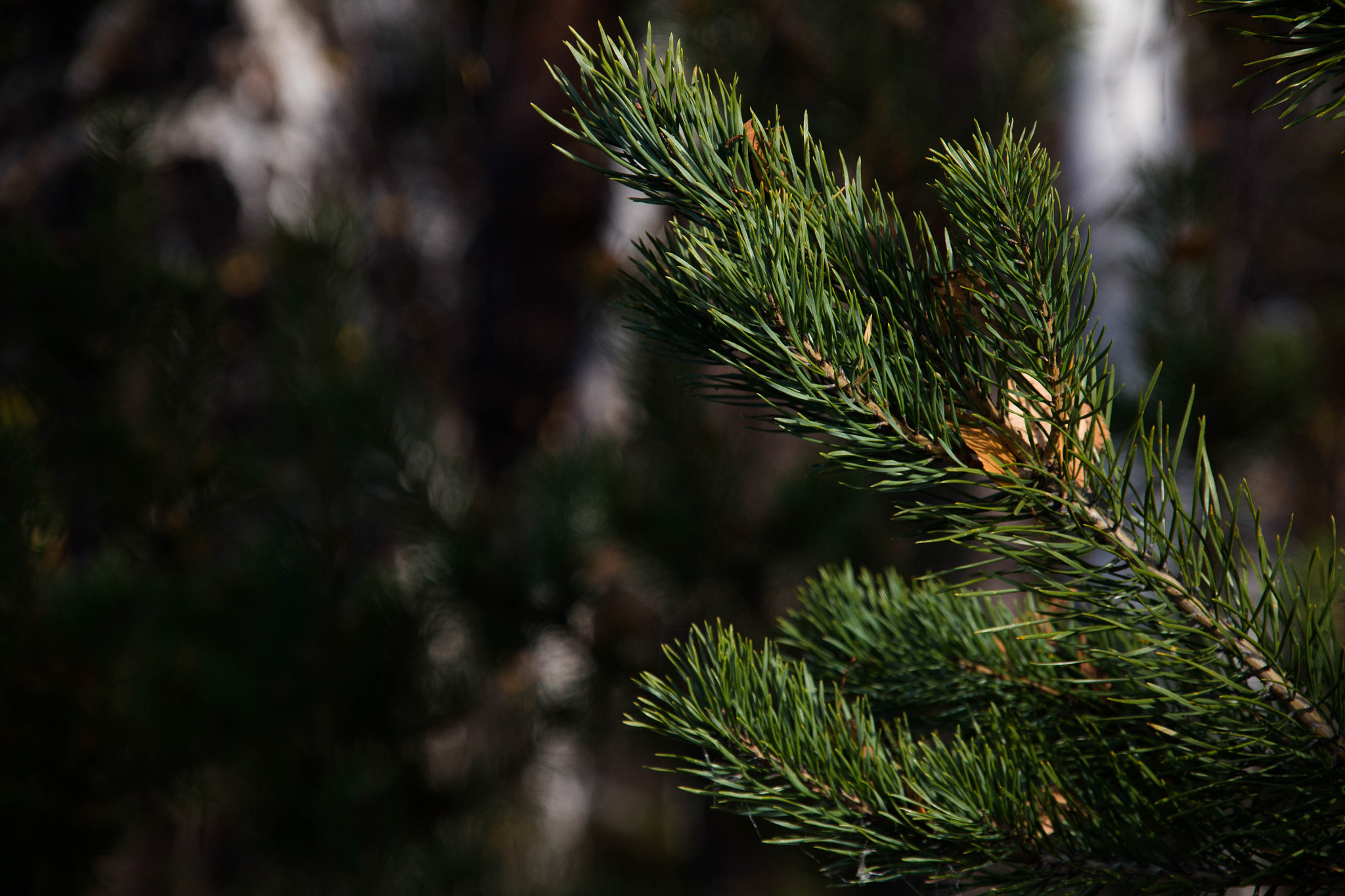Sigma 18-200mm f/3.5-6.3 DC OS sample photo. Formidable photography