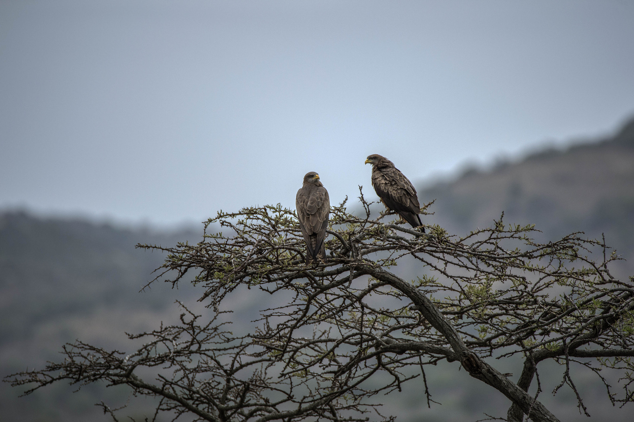 Nikon D4 sample photo. Yellowbilled kites photography