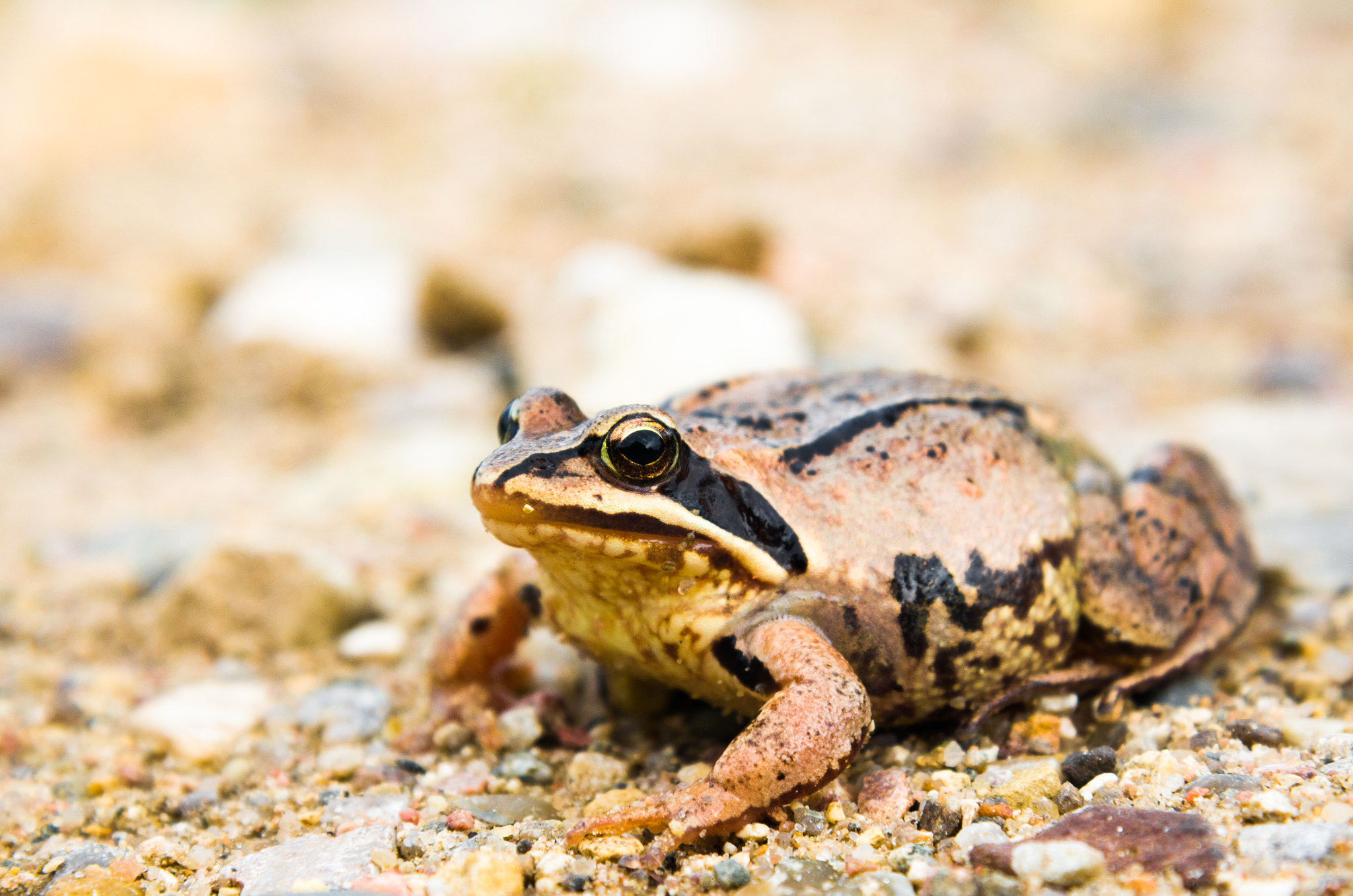 Nikon AF-S Nikkor 24-120mm F4G ED VR sample photo. Moor frog photography