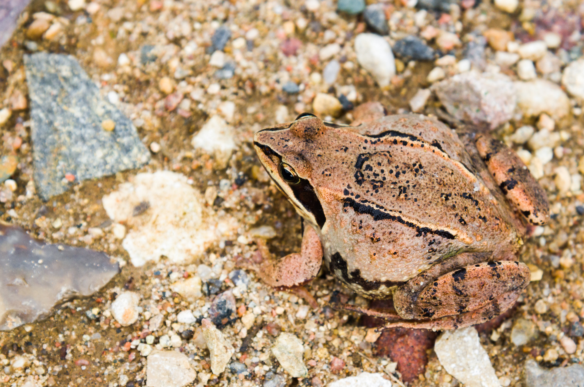 Nikon AF-S Nikkor 24-120mm F4G ED VR sample photo. Camouflage photography