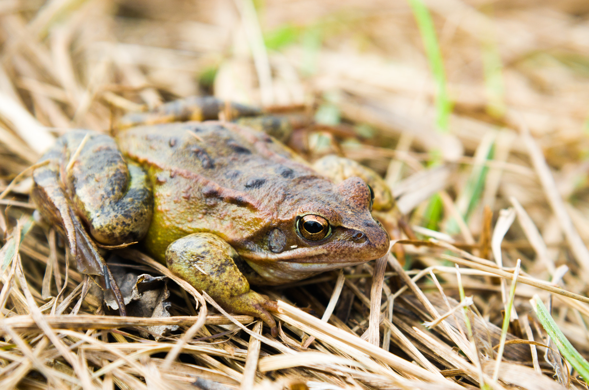 Nikon AF-S Nikkor 24-120mm F4G ED VR sample photo. European common frog photography