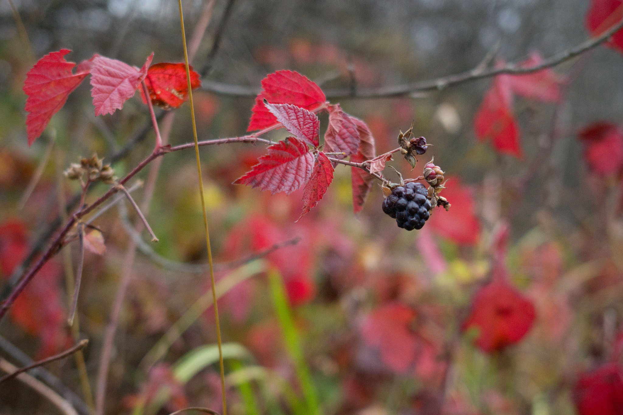 E 18-50mm F4-5.6 sample photo. S photography