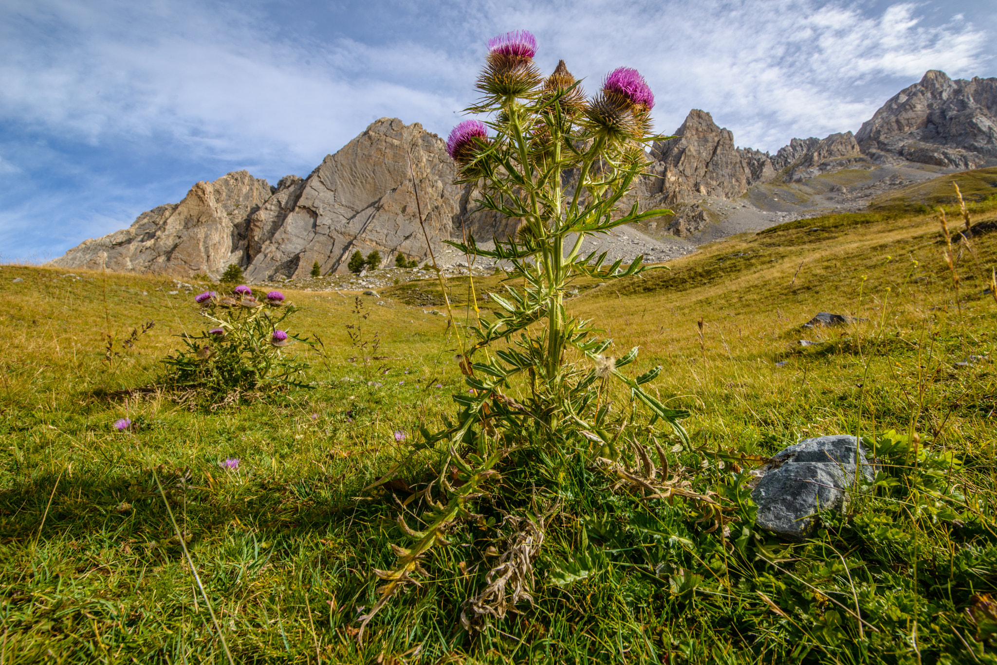 Sigma 12-24mm F4.5-5.6 II DG HSM sample photo. Woolly thistle in meja pasture photography
