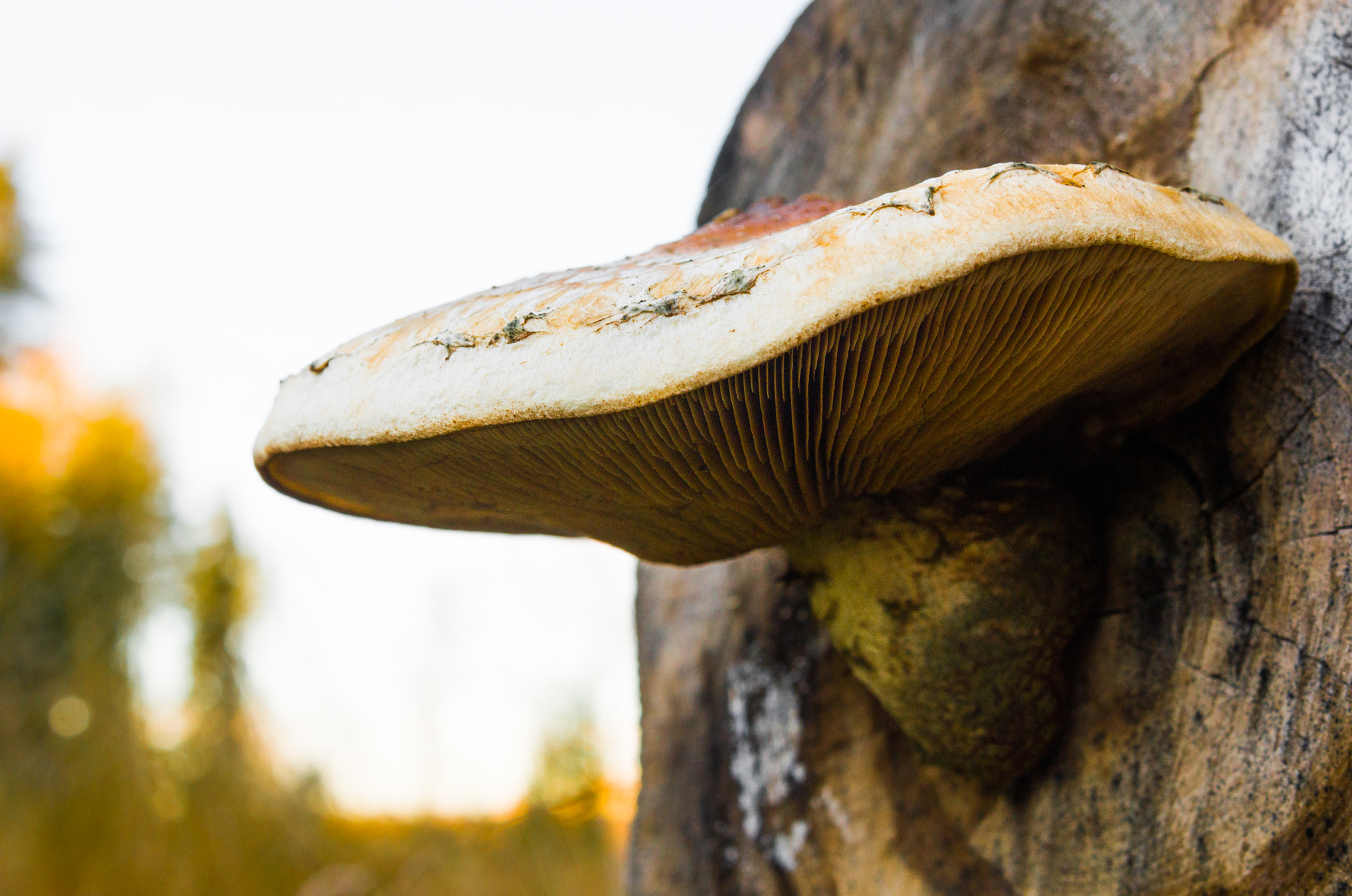 Nikon AF-S Nikkor 24-120mm F4G ED VR sample photo. Scaly lentinus photography