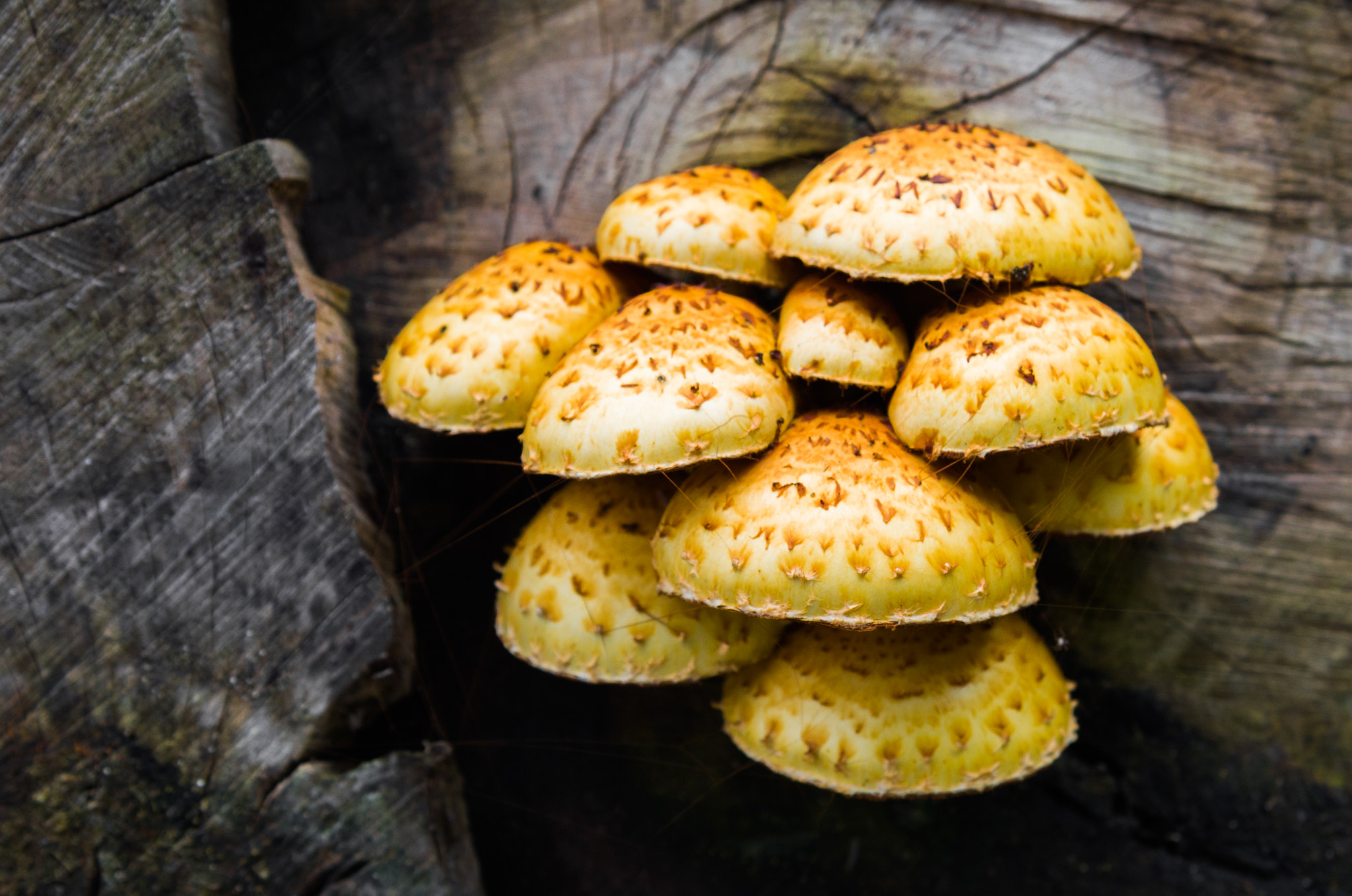 Nikon AF-S Nikkor 24-120mm F4G ED VR sample photo. Pholiota aurivella photography