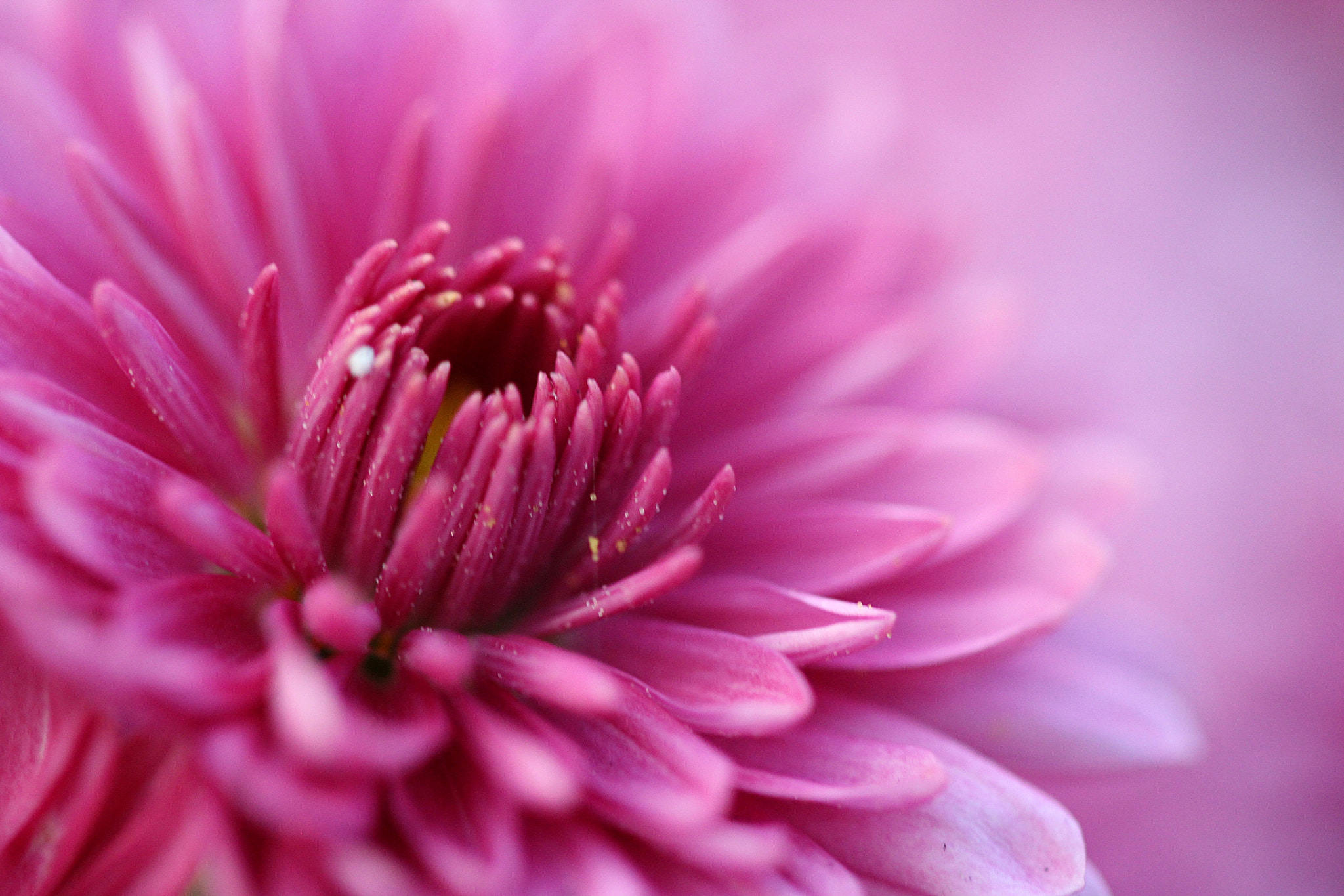 Canon EF 100mm F2.8 Macro USM sample photo. Pink inspiration. photography