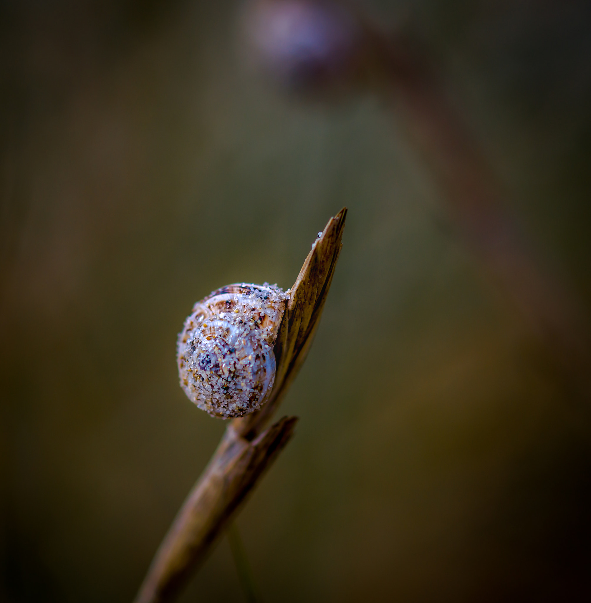 Sony SLT-A58 + 105mm F2.8 sample photo. Slakje photography