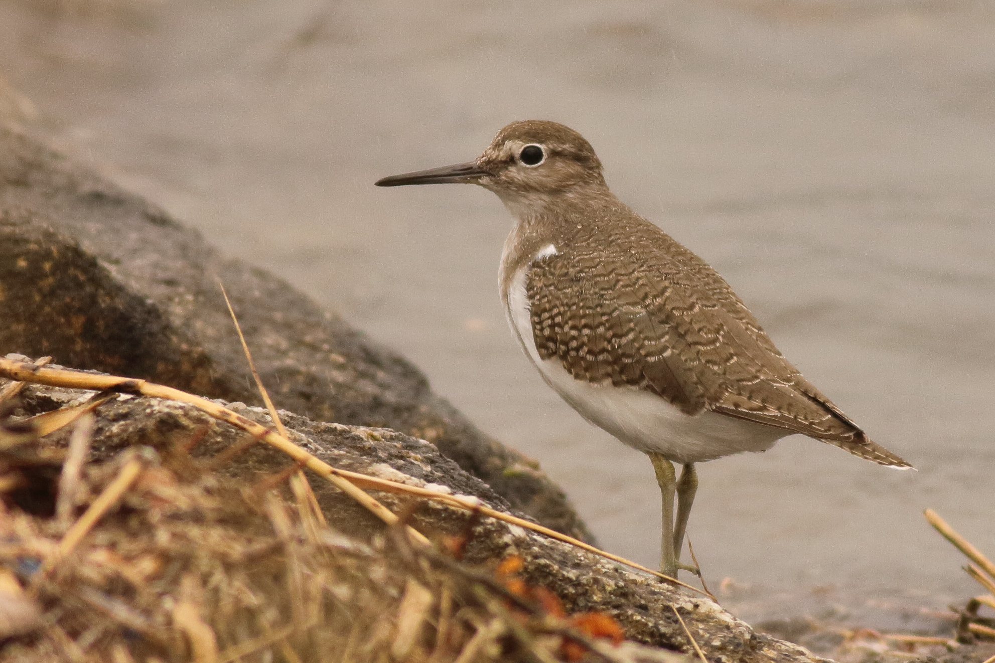 Canon EF 400mm F5.6L USM sample photo. Common sandpiper (actitis hypoleucos) photography