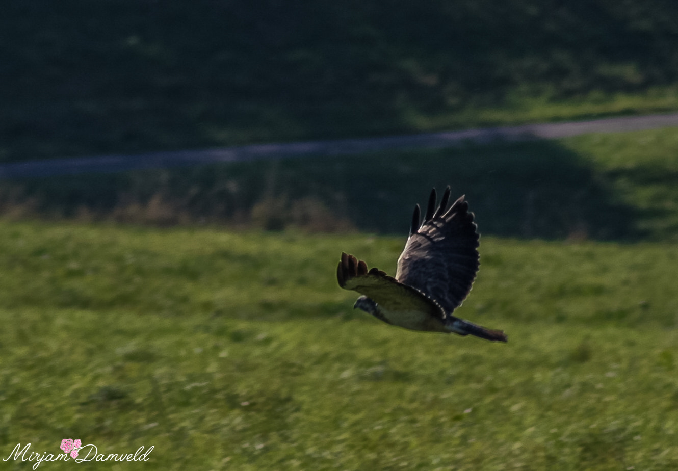 Canon EF 75-300mm f/4-5.6 USM sample photo. Img photography