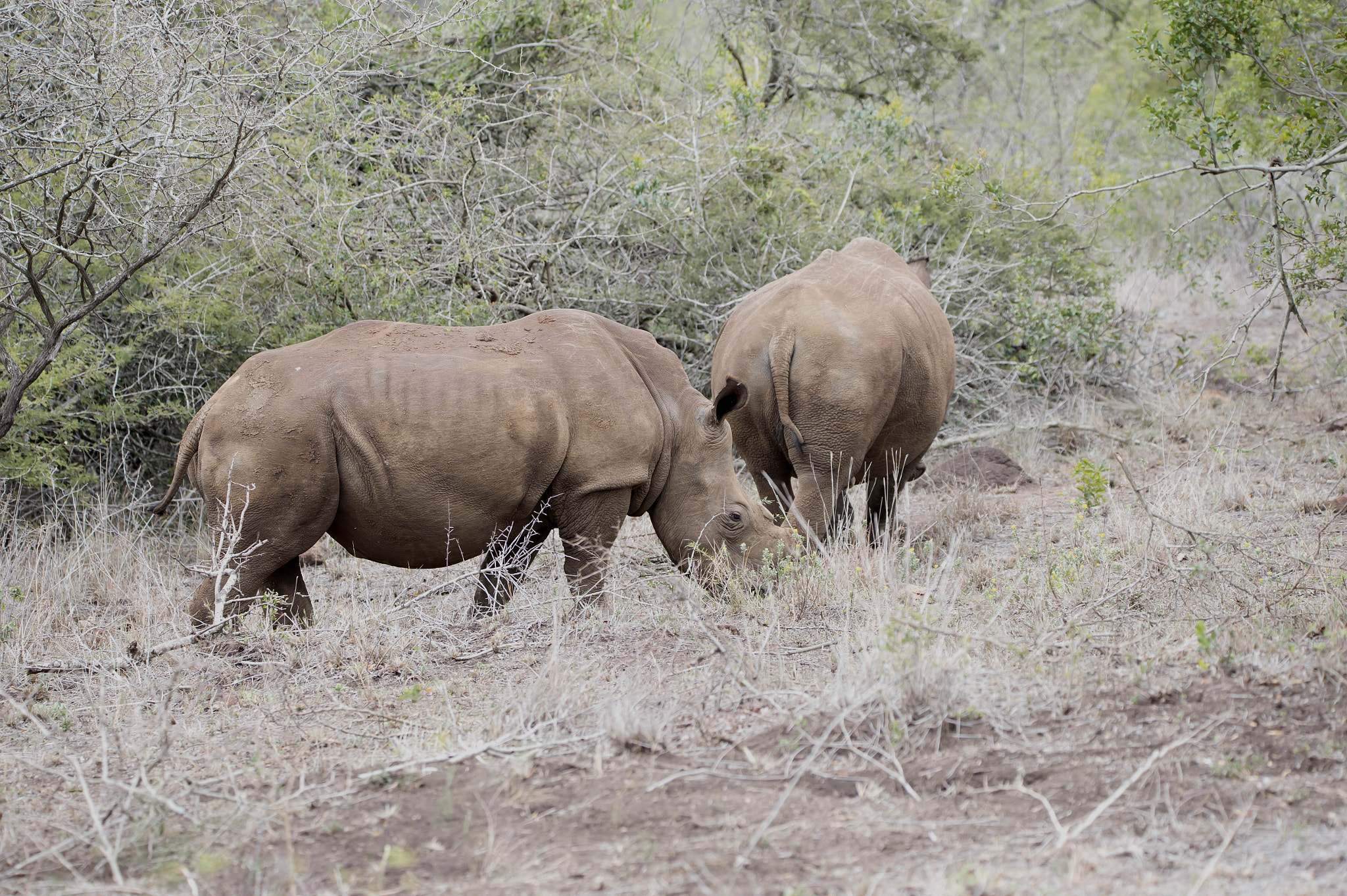 Nikon D4 sample photo. White rhino photography