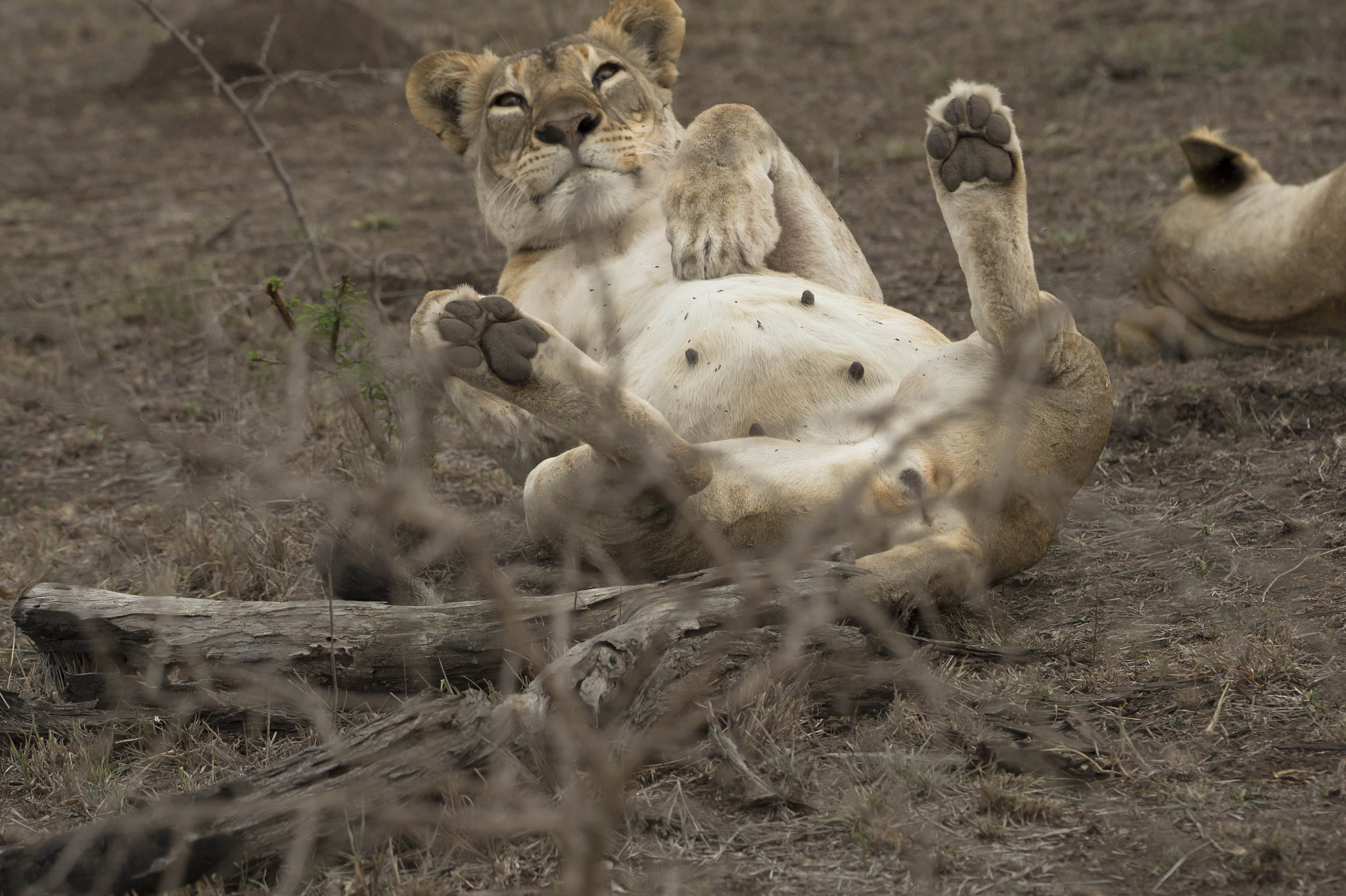 Nikon D4 sample photo. Lioness photography