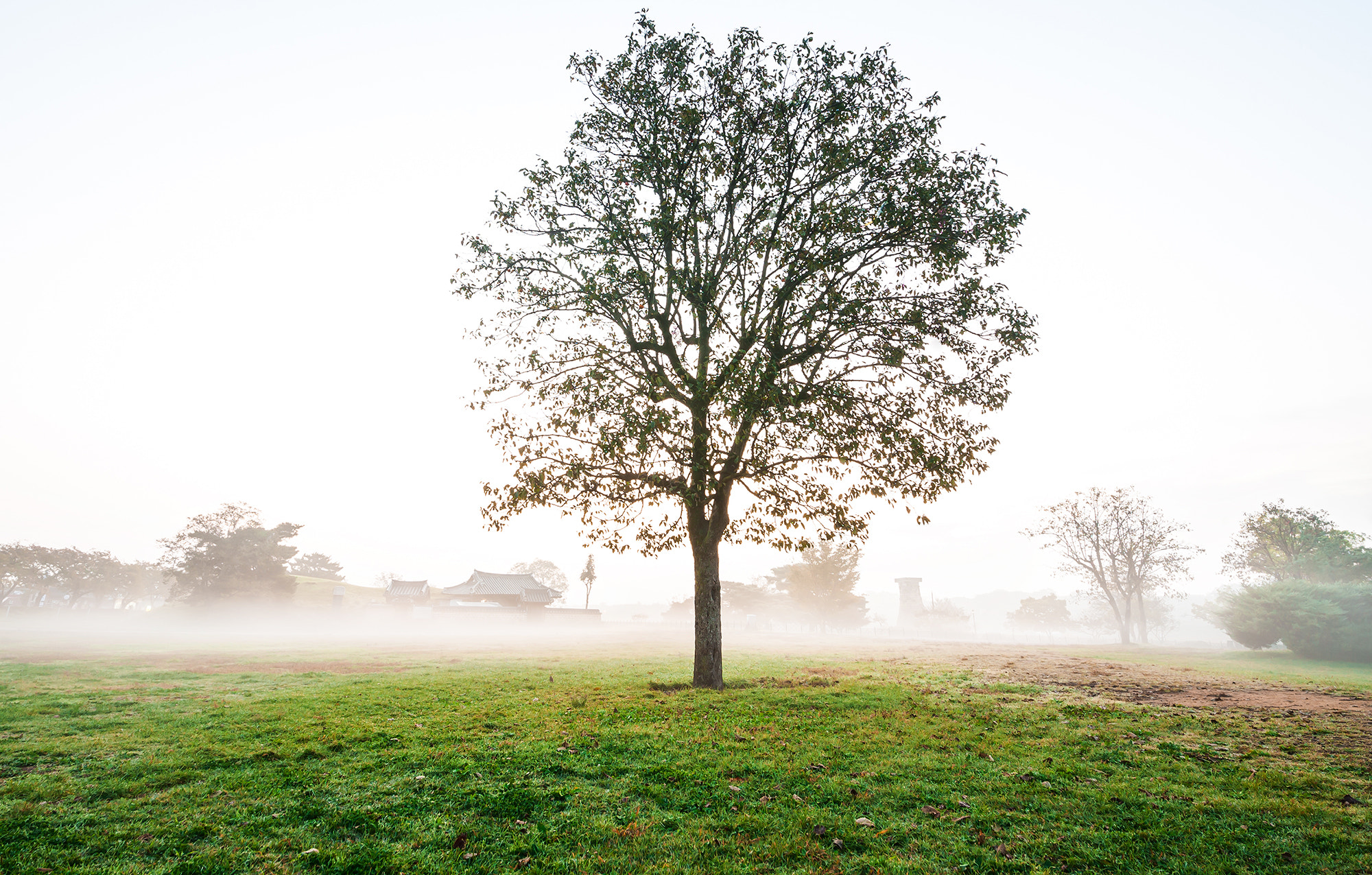 Nikon D700 + Sigma 12-24mm F4.5-5.6 II DG HSM sample photo. Mist photography