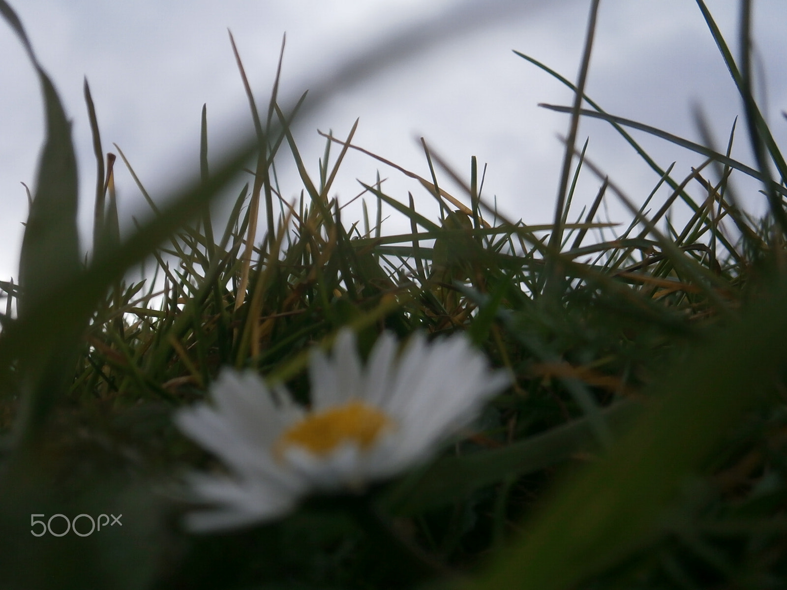 Olympus VG170 sample photo. A simple daisy photography
