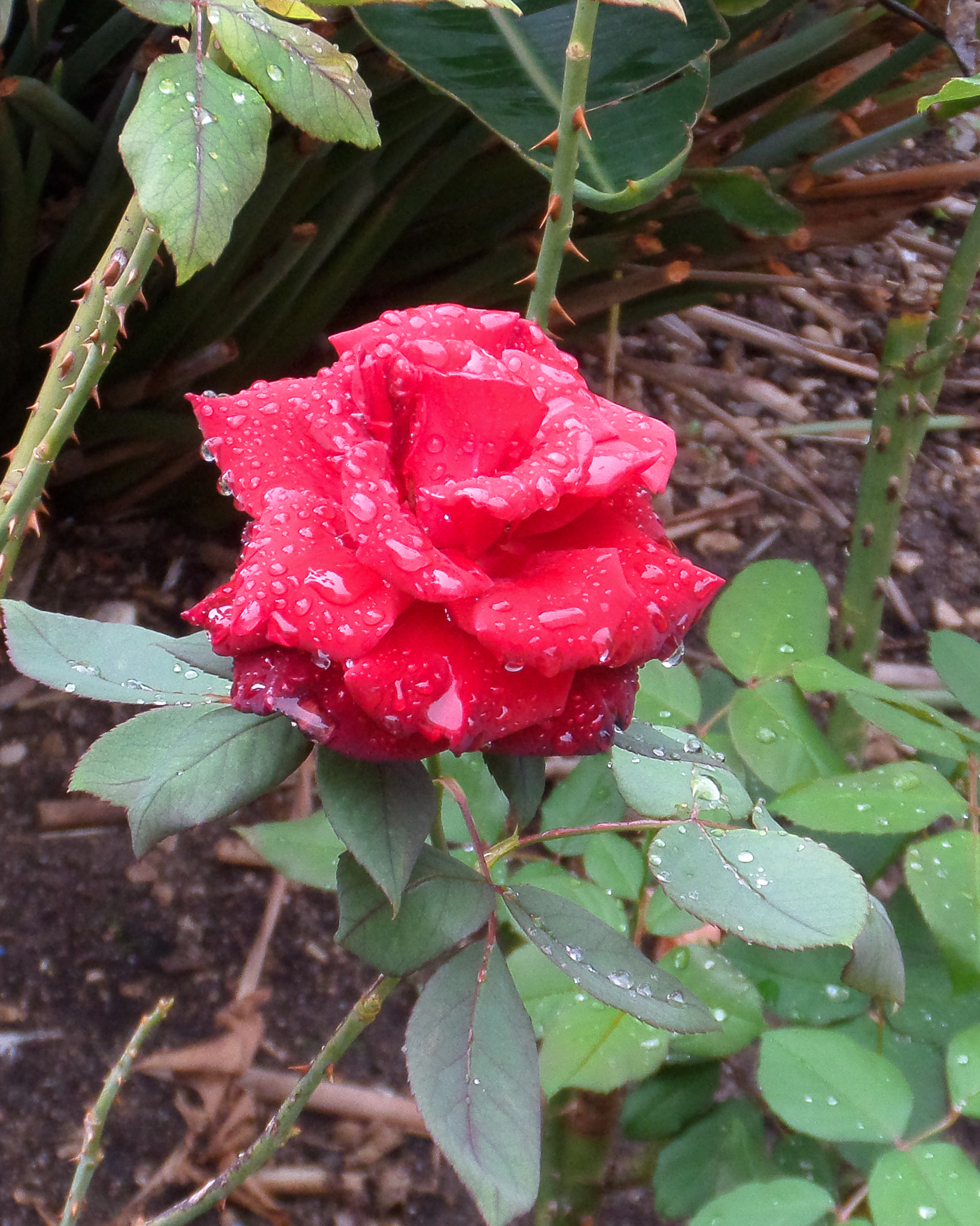 Samsung WB200F/WB201F/WB202F sample photo. Wet red rose with rain drops photography