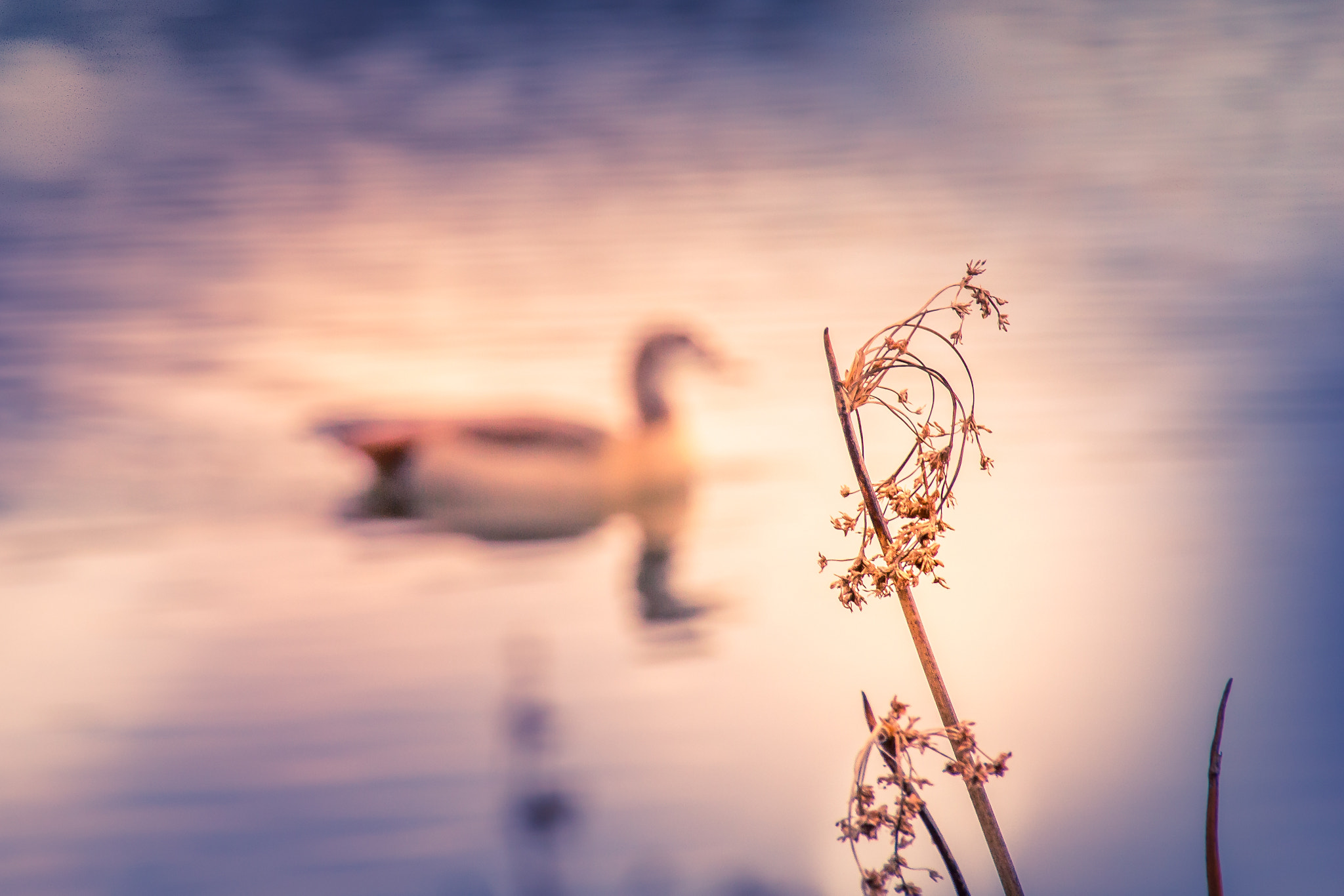 Sigma 18-250mm F3.5-6.3 DC OS HSM sample photo. Out of focus photography