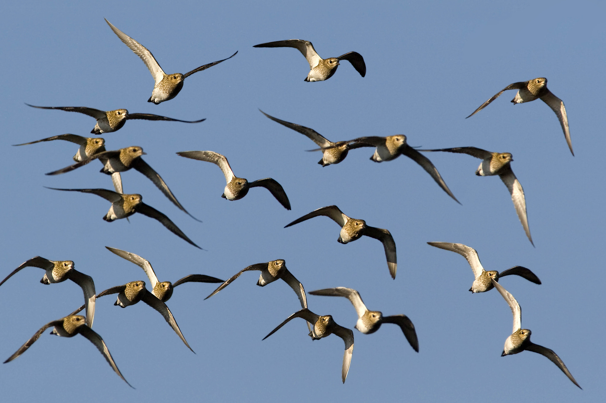 Canon EOS 30D + Canon EF 300mm f/2.8L + 1.4x sample photo. Golden plovers photography