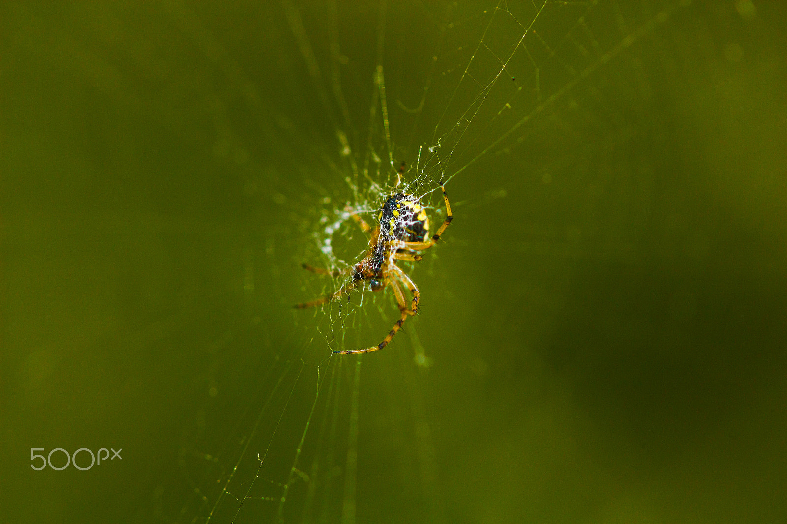 Sigma APO Macro 150mm f/2.8 EX DG HSM sample photo