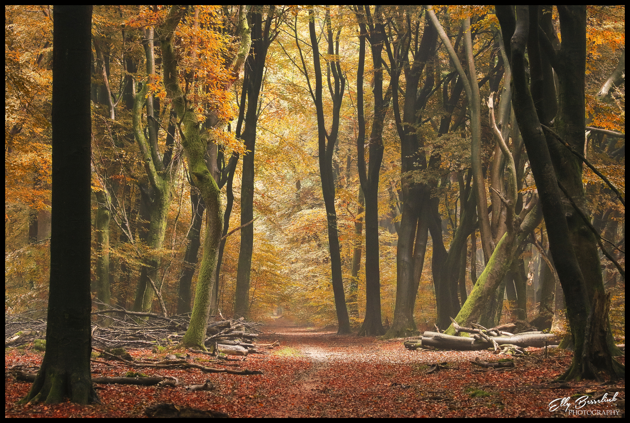 Canon EF 70-300mm F4-5.6 IS USM sample photo. Forest in autumn photography
