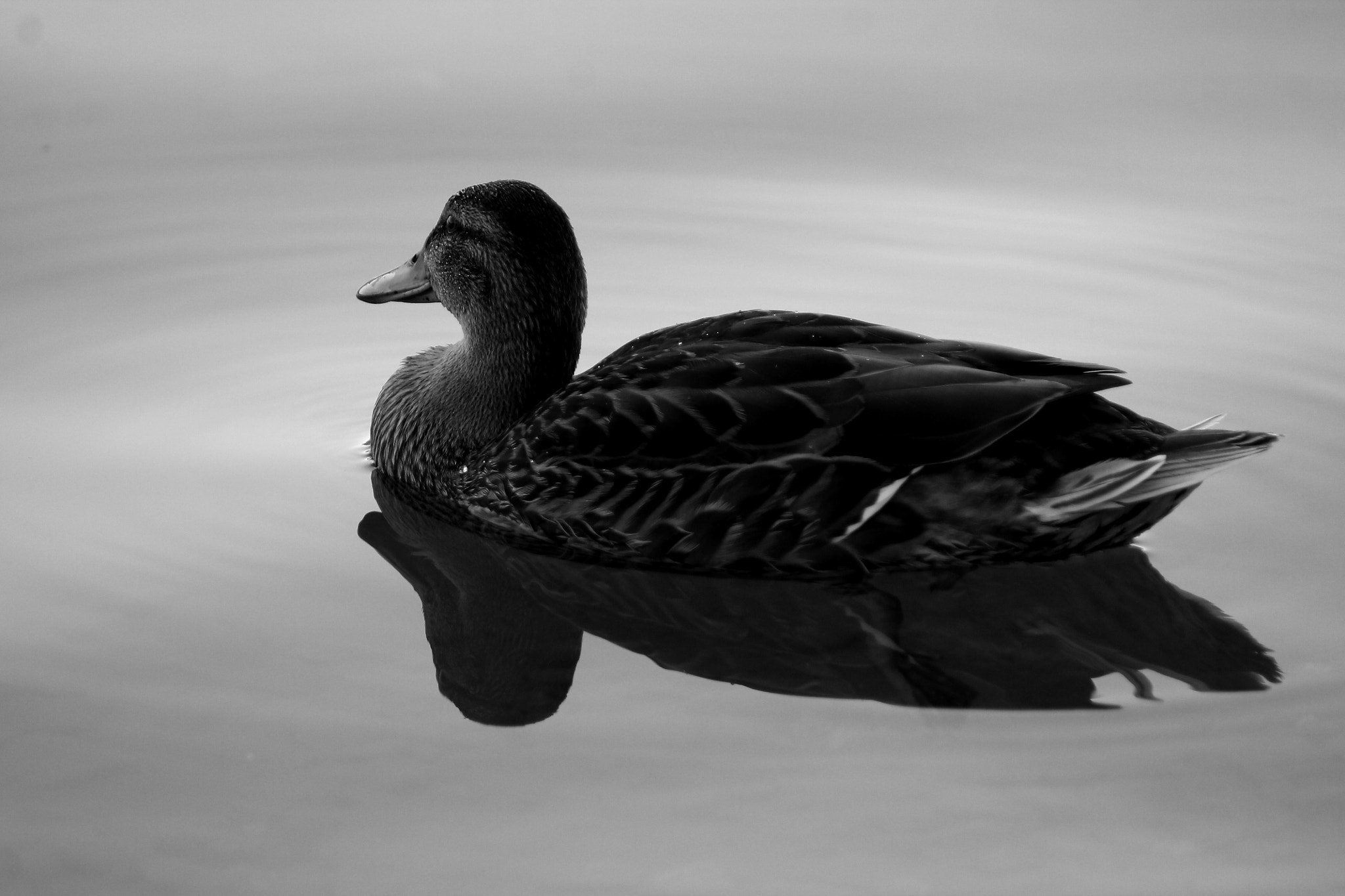 Tamron SP 35mm F1.8 Di VC USD sample photo. Canard photography